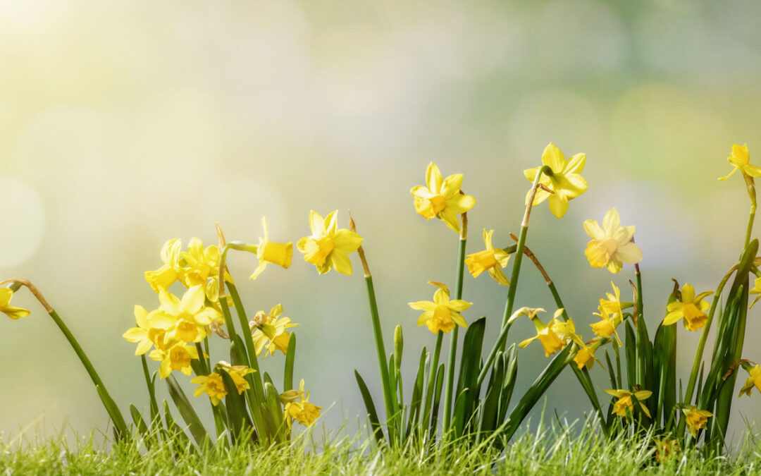 The Springtime Urge to Build: Why Now is the Perfect Time for a London Renovation